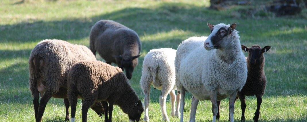 Sammallahden tilan suomenlampaita