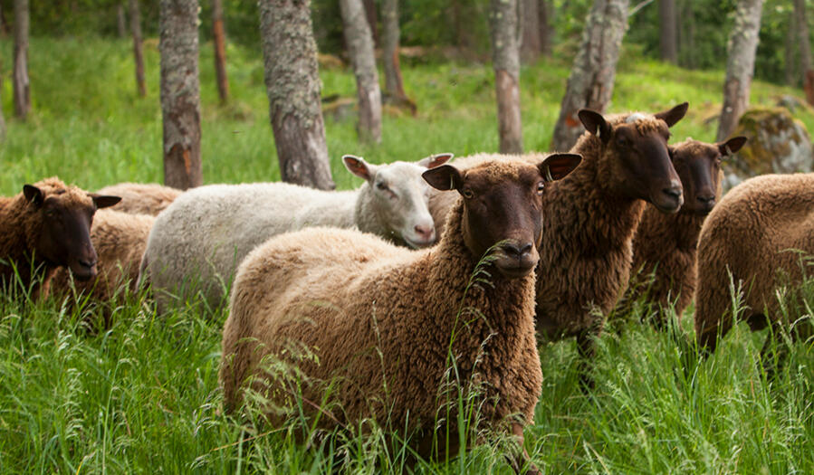 Sammallahden tilan suomenlampaita