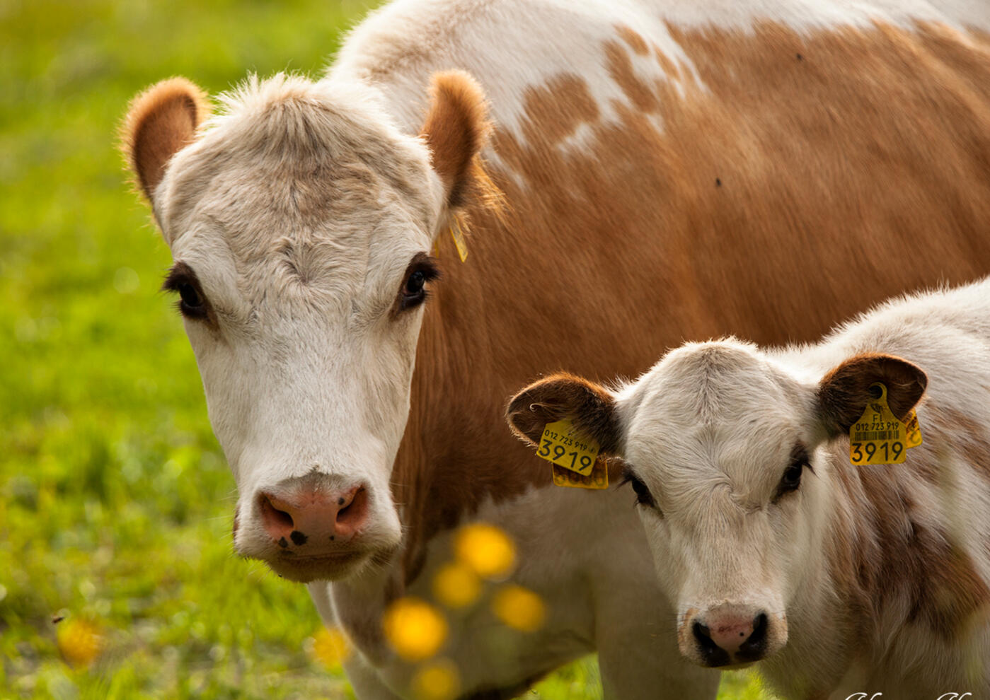 Sammallahden tilan itäsuomenkarjaa
